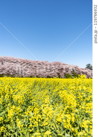 権現堂堤の桜並木と菜の花 埼玉県幸手市権現堂公園 権現堂堤の桜並木と菜の花 埼玉県幸手市権現堂公園 119766932