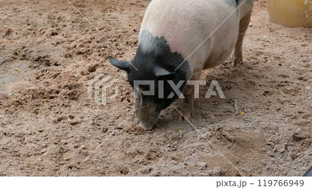 Pigs and daily activities Pigs and daily activities 119766949