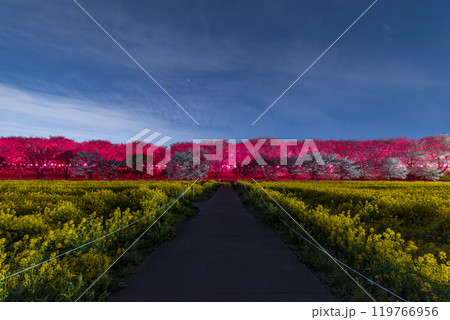 権現堂堤の夜桜と菜の花 埼玉県幸手市権現堂公園 権現堂堤の夜桜と菜の花 埼玉県幸手市権現堂公園 119766956