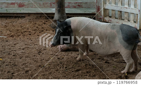 Pigs and daily activities Pigs and daily activities 119766958