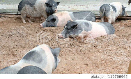 Pigs and daily activities 119766965