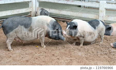 Pigs and daily activities 119766966