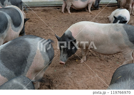 Pigs and daily activities Pigs and daily activities 119766970