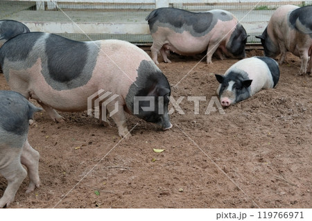 Pigs and daily activities Pigs and daily activities 119766971