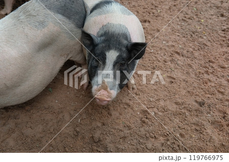 Pigs and daily activities Pigs and daily activities 119766975