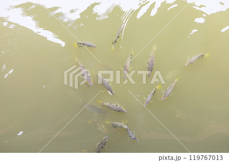 Top view of Archer fish or Blowpipe fish, focus selective 119767013
