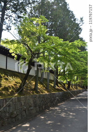 東福寺の青紅葉 東福寺の青紅葉 119767157