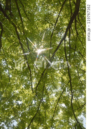 東福寺参道の青紅葉 119767162