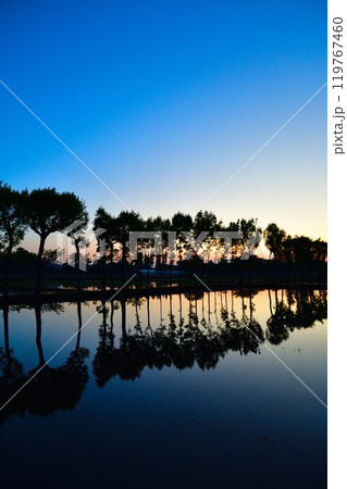 夏井のはさ木 朝景(新潟県) 夏井のはさ木 朝景(新潟県) 119767460