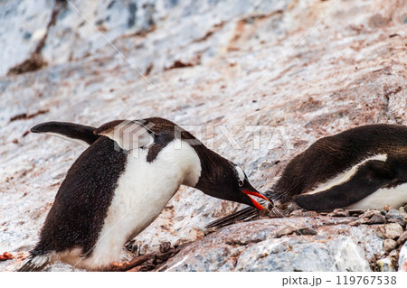 Gentoo Penguin colony on Cuverville island Gentoo Penguin colony on Cuverville island 119767538
