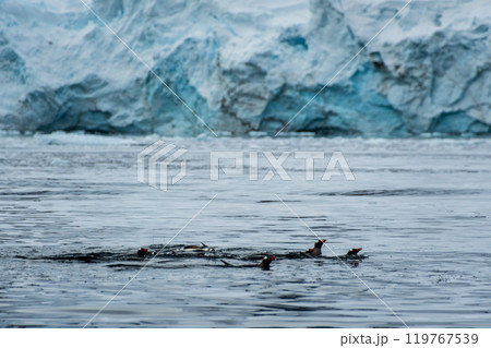 Swimming and Jumping Penguins among the Antarctic Sea Ice Swimming and Jumping Penguins among the Antarctic Sea Ice 119767539
