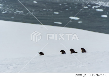 Gentoo colony at Danco Island Gentoo colony at Danco Island 119767540