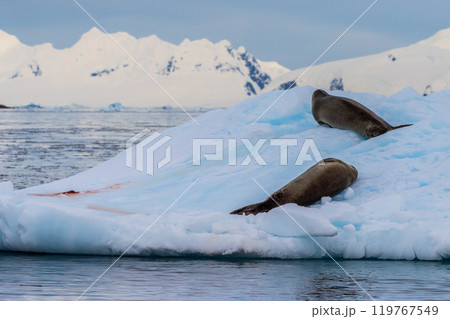 Close-up of two Weddell seals 119767549