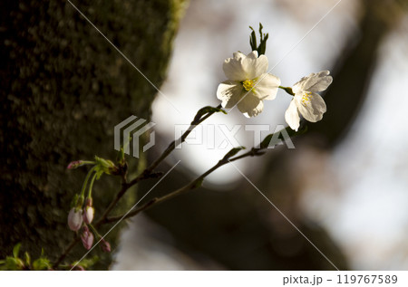 小さな桜 小さな桜 119767589