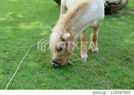 Horses and daily activities 119767805