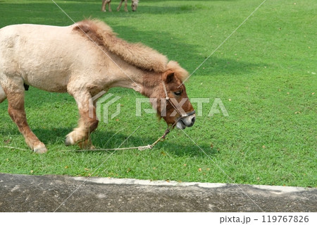 Horses and daily activities Horses and daily activities 119767826