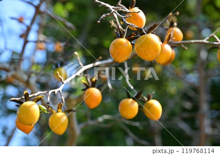 ロウヤガキ（カキノキ科カキノキ属） 119768114