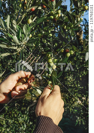 uses a comb-like tool to harvest some ripe olives 119768181