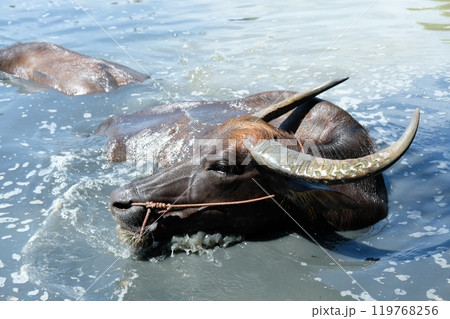 Buffalo and daily activities Buffalo and daily activities 119768256