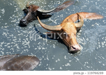 Buffalo and daily activities 119768289