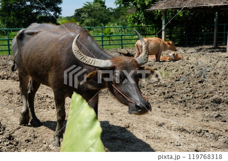 Buffalo and daily activities 119768318