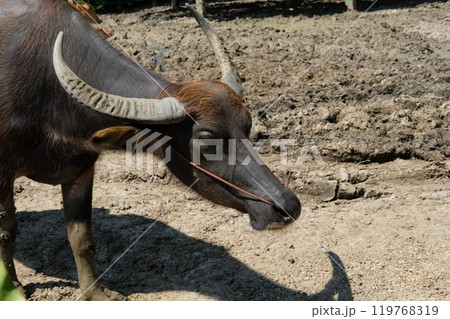 Buffalo and daily activities 119768319