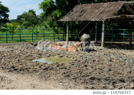 Buffalo and daily activities 119768337
