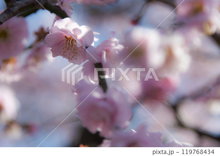 梅クローズアップ 119768434