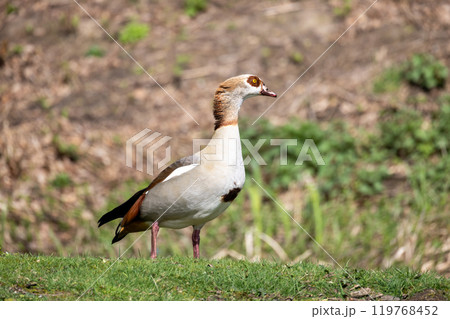 The Elegant Egyptian Goose gracefully inhabits its natural surroundings with poise and beauty 119768452