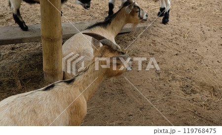 Goats and daily activities 119768475