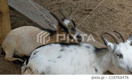 Goats and daily activities 119768476