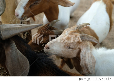 Goats and daily activities Goats and daily activities 119768517