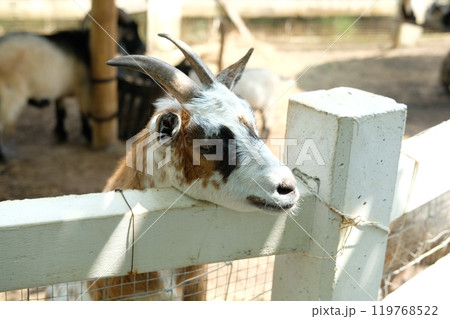 Goats and daily activities Goats and daily activities 119768522