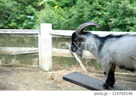 Goats and daily activities 119768546