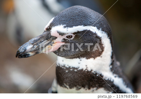 An UpClose Look at a Stunning Penguin in Its Own Natural Environment and Habitat 119768569