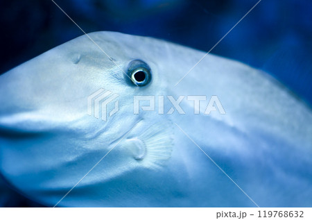 マンボウやぶにらみ 119768632