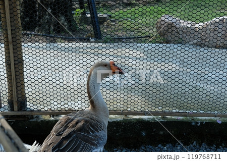 Ducks and geese and their daily activities 119768711