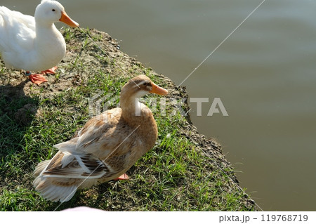 Ducks and geese and their daily activities 119768719