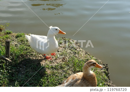 Ducks and geese and their daily activities 119768720