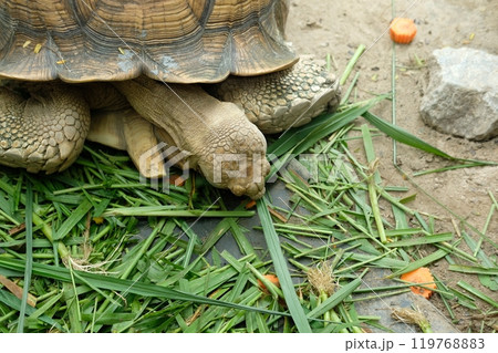 Turtles and daily activities Turtles and daily activities 119768883