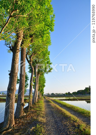 夏井のはさ木（新潟県） 119768990