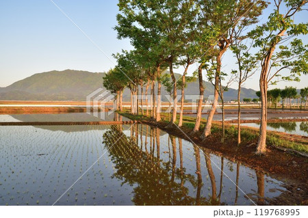 夏井のはさ木（新潟県） 119768995