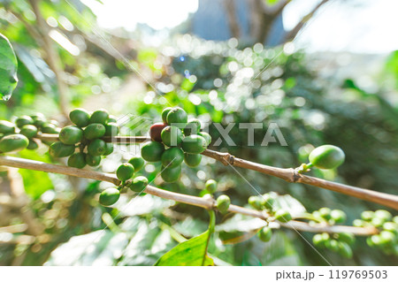 Coffee tree with fresh arabica coffee bean in coffee plantation on the mountain Coffee tree with fresh arabica coffee bean in coffee plantation on the mountain 119769503