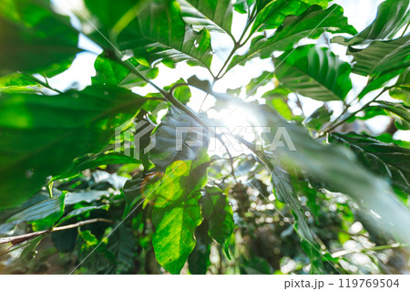 Coffee tree with fresh arabica coffee bean in coffee plantation on the mountain Coffee tree with fresh arabica coffee bean in coffee plantation on the mountain 119769504