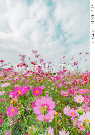 一面に咲き誇るコスモス畑 119769517