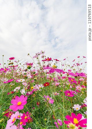 一面に咲き誇るコスモス畑 119769518