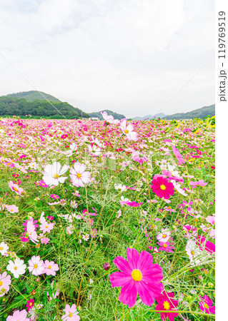 一面に咲き誇るコスモス畑 119769519