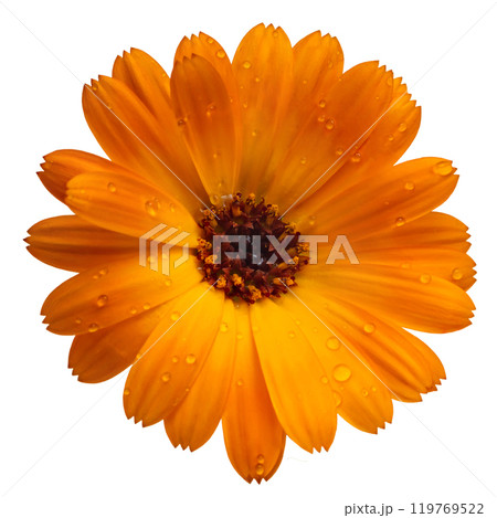 Calendula flower on a white background 119769522