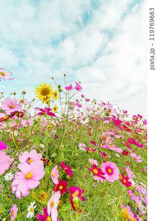 秋空に映えるコスモスと黄色いひまわり 119769663