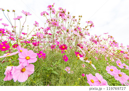空に向かって咲くコスモス 119769727